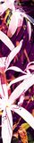 Scenolia Lé Unique behang, decoratie, lavendel, bloemenmotief, 60 x 240 cm, wanddecoratie, kwaliteit