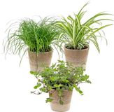 Bloomique - Set van 3 Huisdiervriendelijke Planten - Inclusief Jute Mand - Potmaat 12 cm - Hoogte 15-25 cm