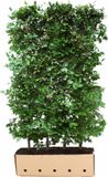 Merkloos Fagus sylvatica 120 cm
