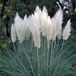 Plantcentrum.nl Cortaderia selloana 'Pumila' - Pampasgras - Planthoogte: 20 cm - Pot Ø 11 cm (1 liter)