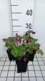 GRDplanten Groendecor Tuinarchitectuur 6x Schildblad - Darmera peltata (peltiphyllum pelt.) | 9x9 cm pot