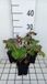 Groendecor Tuinarchitectuur 6x Darmera peltata (peltiphyllum pelt.) | pot 9x9 cm