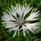 Arborix Centaurea Montana 'Alba' 6 x Bergkorenbloem pot 9x9cm