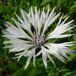 Arborix Centaurea Montana 'Alba' 6 x Bergkorenbloem pot 9x9cm