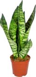 Bloomique Sansevieria Zeylanica Kamerplant