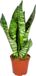 Bloomique Sansevieria Zeylanica Kamerplant