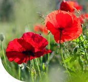 MRS Seeds & Mixtures MR Seeds Klaproos zaad (Papaver rhoeas) 10 gram - Poppy seeds - Rode bloemen - Makkelijke bloemzaden - Ideaal voor bijen- en bloemenweides