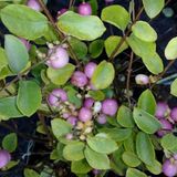 Arborix Symphoricarpos Doorenbos 'Mother Of Pearl' - Sneeuwbes, 50-60 cm in pot