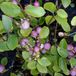 Arborix Symphoricarpos Doorenbos 'Mother Of Pearl' - Sneeuwbes, 50-60 cm in pot