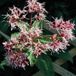 Eupatorium 6 x Eupatorium purpureum - Reine des prés pot 9x9 cm