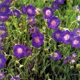 Arborix 3 x Scabiosa Caucasica 'Clive Greaves' - Duifkruid pot 9x9cm