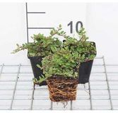 Groendecor Tuinarchitectuur 24x Cotoneaster proc. 'Queen of Carpets' | pot de 9x9 cm