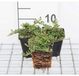 Groendecor Tuinarchitectuur 24x Cotoneaster proc. 'Queen of Carpets' | pot de 9x9 cm