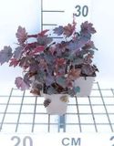 GRDplanten Groendecor Tuinarchitectuur 6x Purperklokje - Heuchera hybr. 'Rachel' | 9x9 cm pot