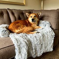 De Blaffende Kat Premium Hondendeken voor Honden - XL - Wit - Bankbeschermer - Pluche