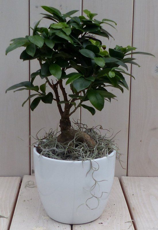Warentuin natuurlijk Bonsai Ficus microcarpa witte pot 30 cm