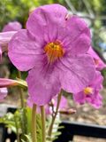 GRDplanten Tuingloxinia 6x Tuingloxinia - Incarvillea delavayi | 9x9 cm pot
