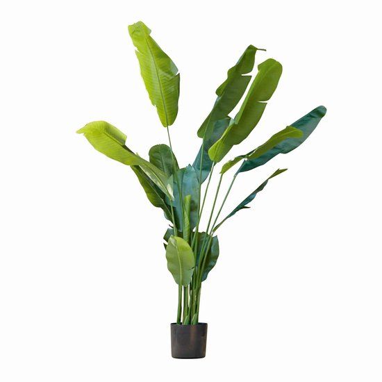LOBERON Sierplant Lennidas donkergroen