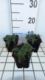 GRDplanten Groendecor Tuinarchitectuur 6x Tijm - Thymus hybr. 'Elfin' | 9x9 cm pot