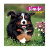 TRÖTSCH - Broschürenkalender Hunde 2027