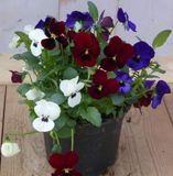 Warentuin natuurlijk Warentuin Bosviolen Violen mix kleuren in een potje Viola Natuurlijk