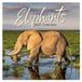 Comello Elephants Kalender 2027 Wandkalender