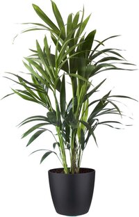 Kentia Palm in ELHO sierpot (Brussels Round zwart) – ↨ 90cm – ⌀ 20cm