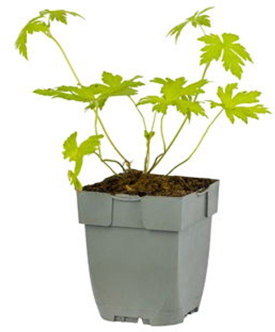 Griffioen - Geranium 'Ann Folkard'