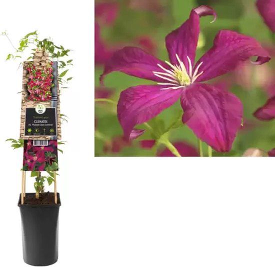 Van der starre KLIMPLANT Clematis vit. Madame Julia Correvon - Rode Bosrank