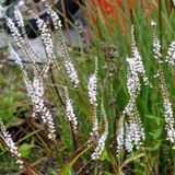 Arborix Bol 3 x Persicaria Amplexicaulis 'Alba' - Adderwortel pot 9x9cm