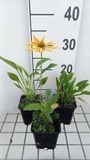 GRDplanten Groendecor Tuinarchitectuur 6x Zonnehoed - Echinacea purp. Espinoso Yellow' | pot 9 x 9 cm