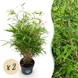 Green boutiQ - Fargesia Rufa - Niet Woekerende Bamboe - Bladhoudend - Groen - 2 Planten - Pot 23 cm - Hoogte 80 cm