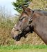 Rhinegold Nylon Halster - Pony - Zwart