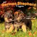 German Browntrout German Shepherd Puppies - Deutsche Schäferhund Welpen 2027 - 16-Monatskalender