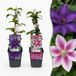 Green boutiQ - 12x Clematis Duo Purple & Pink - Bosrank - Paars - Roze - Wit - Klimplant - Ø9cm - 35cm