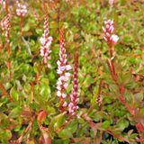 Arborix Persicaria Vacciniifolia 6 x Duizendknoop pot 9x9cm
