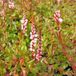 Arborix Persicaria Vacciniifolia 6 x Duizendknoop pot 9x9cm