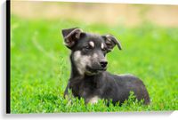 Merkloos / Sans marque Canvas - Aandoenlijke Zwart met Bruine Puppy liggend in het Grasveld - 90x60 cm Foto op Canvas Schilderij