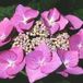Arborix Hydrangea Hydrangea 'Teller Rose' - 25-30 cm in pot