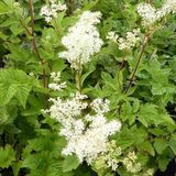Arborix Bol 6 x Filipendula Ulmaria - Knolspirea pot 9x9 cm