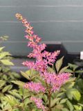 GRDplanten Groendecor Tuinarchitectuur 6x Astilbe - Astilbe (j) 'Rheinland' | 9x9 cm pot