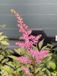 GRDplanten Groendecor Tuinarchitectuur 6x Astilbe - Astilbe (j) 'Rheinland' | 9x9 cm pot