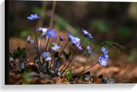 Merkloos / Sans marque Take your time Canvas - Groepje Blauwe Hepitaca Bloemen - 60x40 cm Foto op Canvas Schilderij
