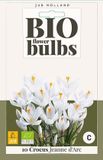 jub X 10 Crocus Jeanne d'Arc