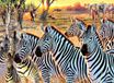 SunsOut Puzzel XXL - Zebras and Friends - 500 stukjes