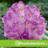 Rhododendron 'Catawbiense Grandiflorum' - 40-50 cm en pot
