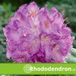 Rhododendron 'Catawbiense Grandiflorum' - 40-50 cm en pot