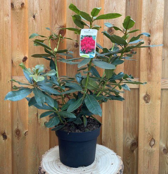 Warentuin natuurlijk - Rhododendron Nove Zembla