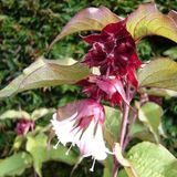 Arborix Bol Leycesteria Formosa 'Purple Rain' - Fazantenbes 40-50 cm in pot