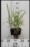 GRDplanten 6 x Miscanthus giganteus (florid./japon.) - Roseau géant japonais en pot 9 x 9 cm